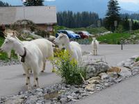 Schwägalp -Ziegen vor dem Hotel &ndash; &copy; Annette Weise (Eberhardt TRAVEL)