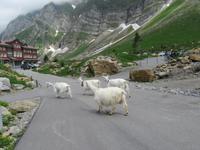 Schwägalp -Ziegen vor dem Hotel &ndash; &copy; Annette Weise (Eberhardt TRAVEL)