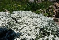 Edelweiss &ndash; &copy; Andreas Kunzmann (Eberhardt TRAVEL)
