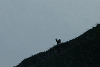 Eine Gemse &ndash; &copy; Andreas Kunzmann (Eberhardt TRAVEL)