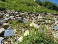Auf der Schyniggen Platte  - Alpengarten &ndash; &copy; Annette Weise (Eberhardt TRAVEL)