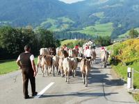 Almabtrieb &ndash; &copy; Martina Pötschke (Eberhardt TRAVEL)