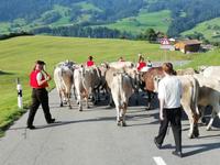 Almabtrieb &ndash; &copy; Martina Pötschke (Eberhardt TRAVEL)