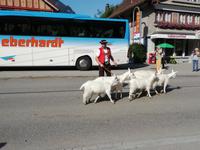 Almabtrieb &ndash; &copy; Martina Pötschke (Eberhardt TRAVEL)