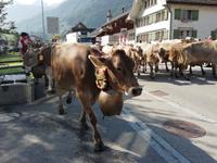 Almabtrieb &ndash; &copy; Martina Pötschke (Eberhardt TRAVEL)