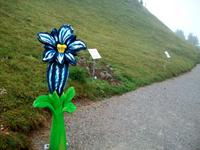 Schynige Platte (Alpengarten) &ndash; &copy; Steffen Mucke (Eberhardt TRAVEL)