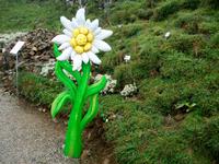 Schynige Platte  &ndash; &copy; Steffen Mucke (Eberhardt TRAVEL)