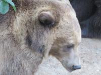 Bern - Bärenpark &ndash; &copy; Annette Weise (Eberhardt TRAVEL)