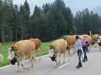 Emmental Almabtrieb &ndash; &copy; Annette Weise (Eberhardt TRAVEL)