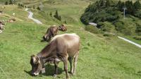 Bettmeralp - Kühe &ndash; &copy; Annette Weise (Eberhardt TRAVEL)