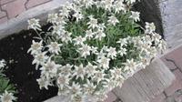 Zermatt -Sunnegga - Edelweiss &ndash; &copy; Annette Weise (Eberhardt TRAVEL)