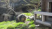 Am Grimselpass - Murmelipark &ndash; &copy; Annette Weise (Eberhardt TRAVEL)