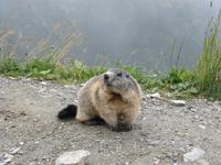 Murmeltier - &ndash; &copy; Annette Weise (Eberhardt TRAVEL)