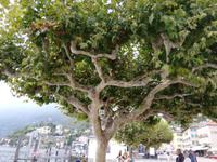 Ascona &ndash; &copy; Gisela Gerlach (Eberhardt TRAVEL)