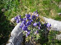 Blauer Eisenhut &ndash; &copy; Katrin Deutschbein (Eberhardt TRAVEL)