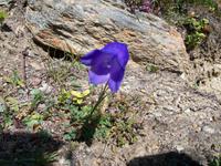 Alpenflora &ndash; &copy; Steffen Mucke (Eberhardt TRAVEL)
