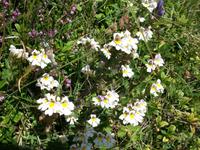 Alpenflora &ndash; &copy; Steffen Mucke (Eberhardt TRAVEL)