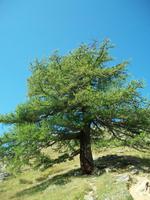 Alpenflora &ndash; &copy; Steffen Mucke (Eberhardt TRAVEL)