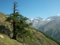 Alpenflora