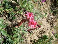 Alpenflora &ndash; &copy; Steffen Mucke (Eberhardt TRAVEL)