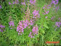 Flora auf der Riederalp &ndash; &copy; Katrin Deutschbein (Eberhardt TRAVEL)