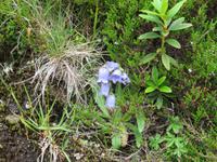 342  Trübsee - Glockenblumen &ndash; &copy; Annette Weise (Eberhardt TRAVEL)