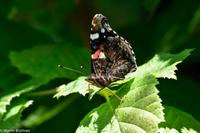 Schmetterlinge &ndash; &copy; Martin Büchner (Eberhardt TRAVEL)