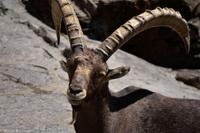 Steinbock &ndash; &copy; Martin Büchner (Eberhardt TRAVEL)