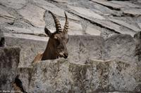 Steinbock &ndash; &copy; Martin Büchner (Eberhardt TRAVEL)
