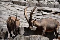 Steinbock &ndash; &copy; Martin Büchner (Eberhardt TRAVEL)