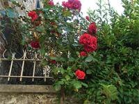Rosenzeit &ndash; &copy; Barbara Mihut (Eberhardt TRAVEL)