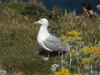 Möwe &ndash; &copy; Barbara Mihut (Eberhardt TRAVEL)