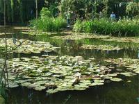 Seerosenteich von Monet &ndash; &copy; Barbara Mihut (Eberhardt TRAVEL)