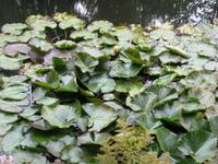 Giverny &ndash; &copy; Alexandra Jordan (Eberhardt TRAVEL)