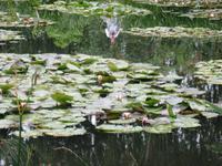 Giverny &ndash; &copy; Alexandra Jordan (Eberhardt TRAVEL)