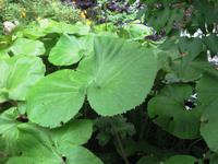 Giverny &ndash; &copy; Alexandra Jordan (Eberhardt TRAVEL)