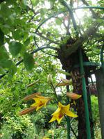 Giverny &ndash; &copy; Alexandra Jordan (Eberhardt TRAVEL)