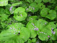 Giverny &ndash; &copy; Alexandra Jordan (Eberhardt TRAVEL)