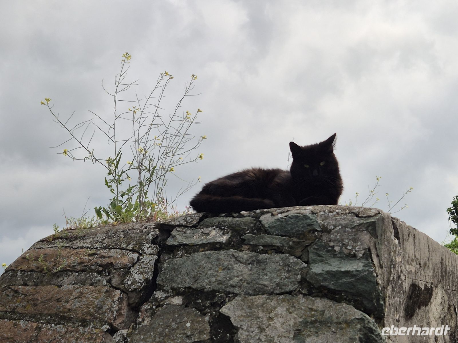 Tag 2 - Petrovaradin - Burgkatze &ndash; &copy; Jana Wessendorf (Eberhardt TRAVEL)