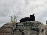 Tag 2 - Petrovaradin - Burgkatze &ndash; &copy; Jana Wessendorf (Eberhardt TRAVEL)