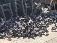 Tag 8 - Dubrovnik - Eindrücke   (26) &ndash; &copy; Jana Wessendorf (Eberhardt TRAVEL)