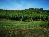 Weinrebe