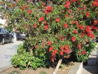 Budva: Rundgang &ndash; &copy; Inge Bily (Eberhardt TRAVEL)