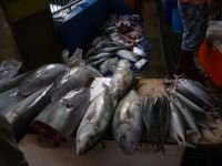 Victoria Markt- Abt. Fisch &ndash; &copy; Georg Berger (Eberhardt TRAVEL)