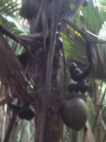 Coco de Mer &ndash; &copy; Georg Berger (Eberhardt TRAVEL)