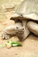 Riesenschildkröte &ndash; &copy; Martin Gruhle (Eberhardt TRAVEL)