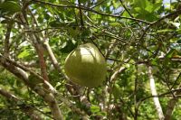 Durian &ndash; &copy; Martin Gruhle (Eberhardt TRAVEL)