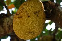 Durian