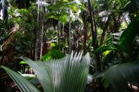 Vallee de Mai &ndash; &copy; Martin Gruhle (Eberhardt TRAVEL)