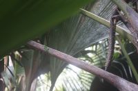 Endemische Echse &ndash; &copy; Martin Gruhle (Eberhardt TRAVEL)